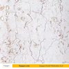 Salsali Cream Marble